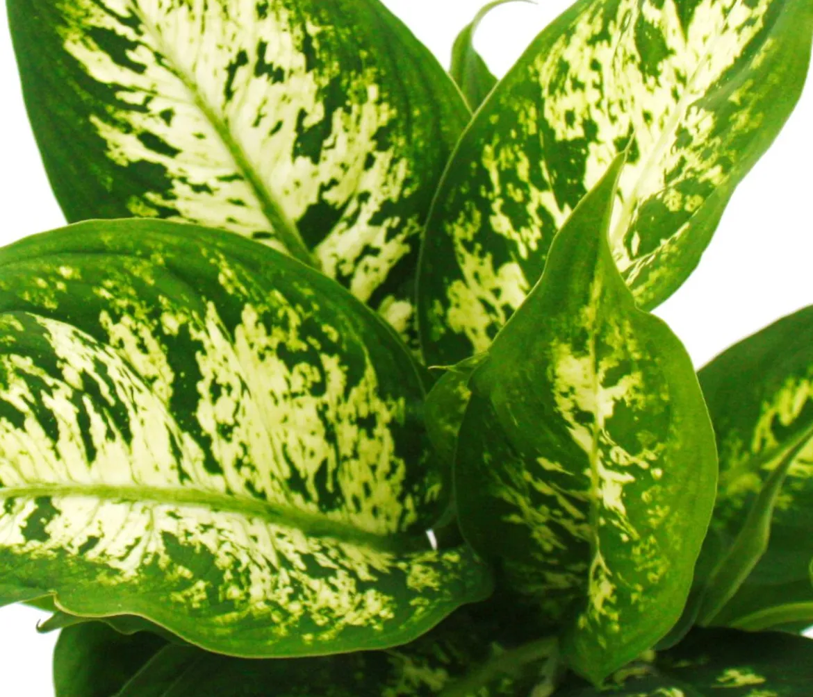 Dieffenbachien-Set - Dieffenbachia, 3-teilig