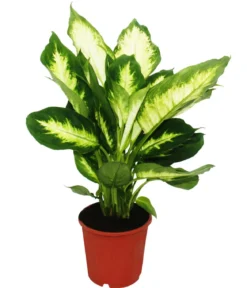 Dieffenbachien-Set - Dieffenbachia, 3-teilig