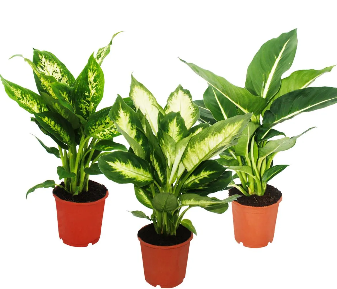 Dieffenbachien-Set - Dieffenbachia, 3-teilig