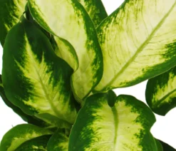 Dieffenbachien-Set - Dieffenbachia, 3-teilig