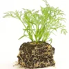 Dill, 6er Schale