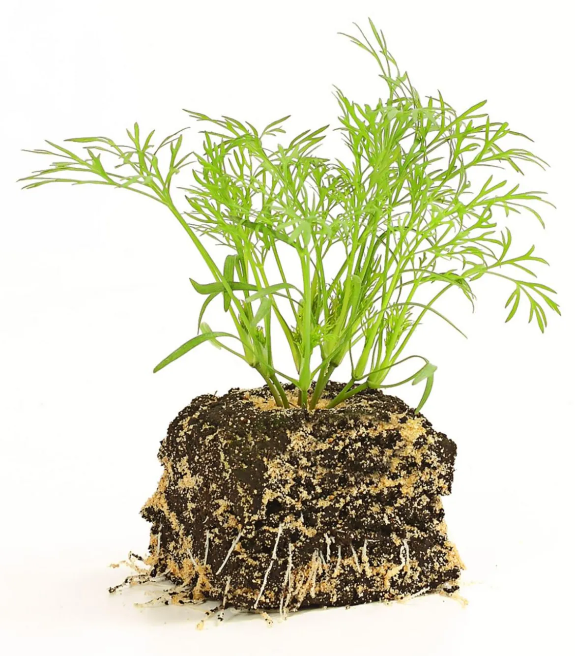 Dill, 6er Schale