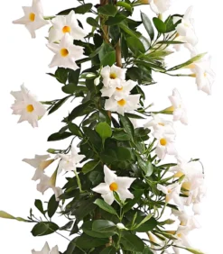 Dipladenie, Pyramide