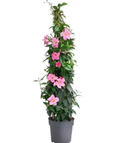 Dipladenie, Pyramide