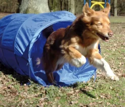 dobar® petlife Agility Tunnel, ca. Ø60/L500 cm