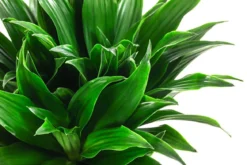 Drachenbaum - Dracaena compacta, Hydrokultur