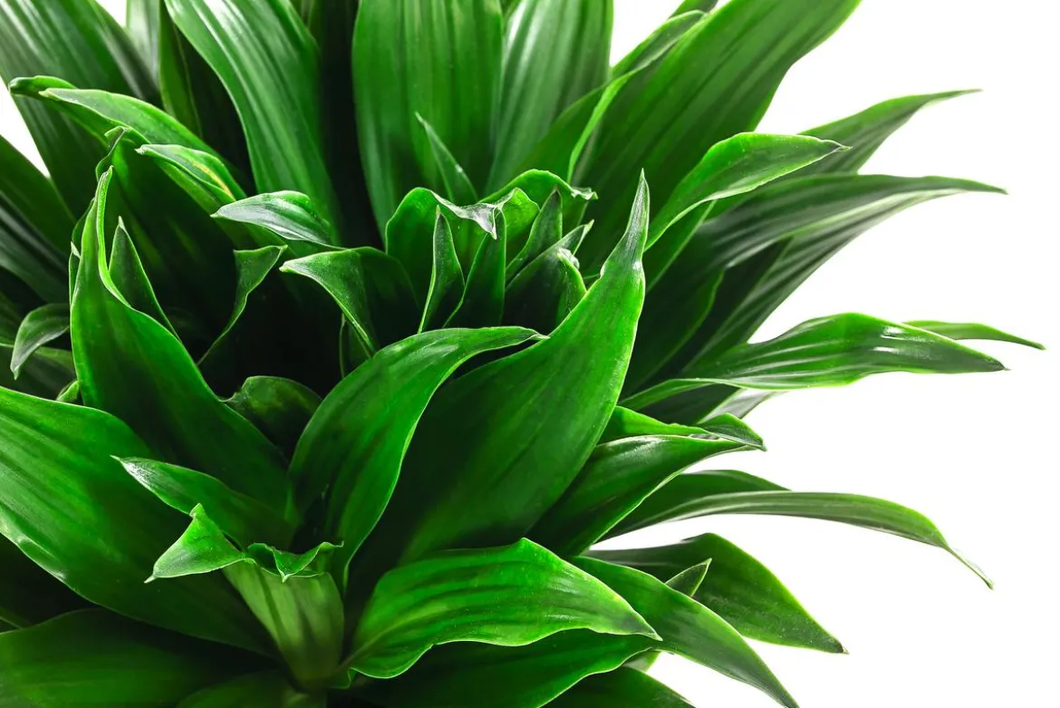 Drachenbaum - Dracaena compacta, Hydrokultur