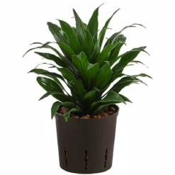 Drachenbaum - Dracaena compacta, Hydrokultur