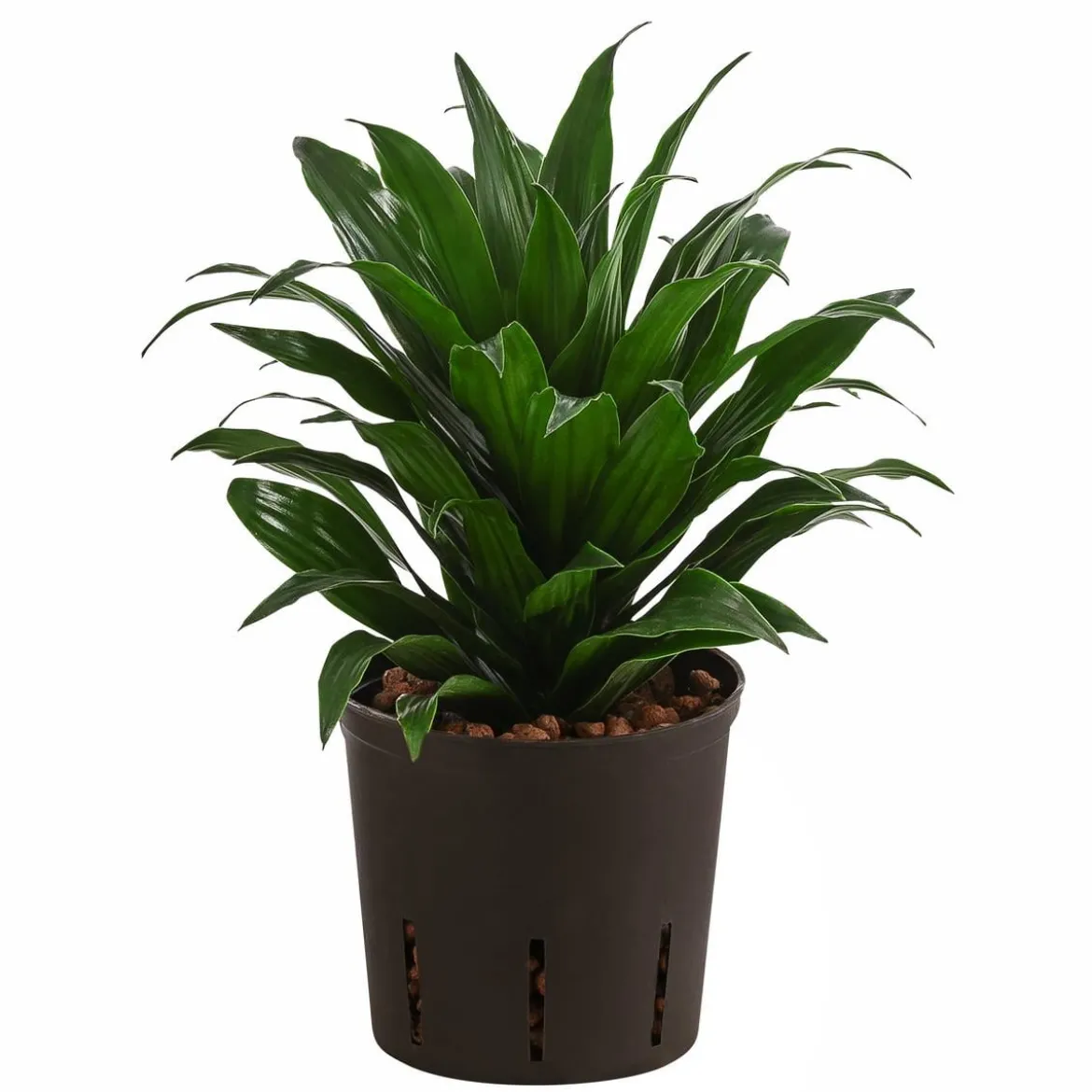 Drachenbaum - Dracaena compacta, Hydrokultur