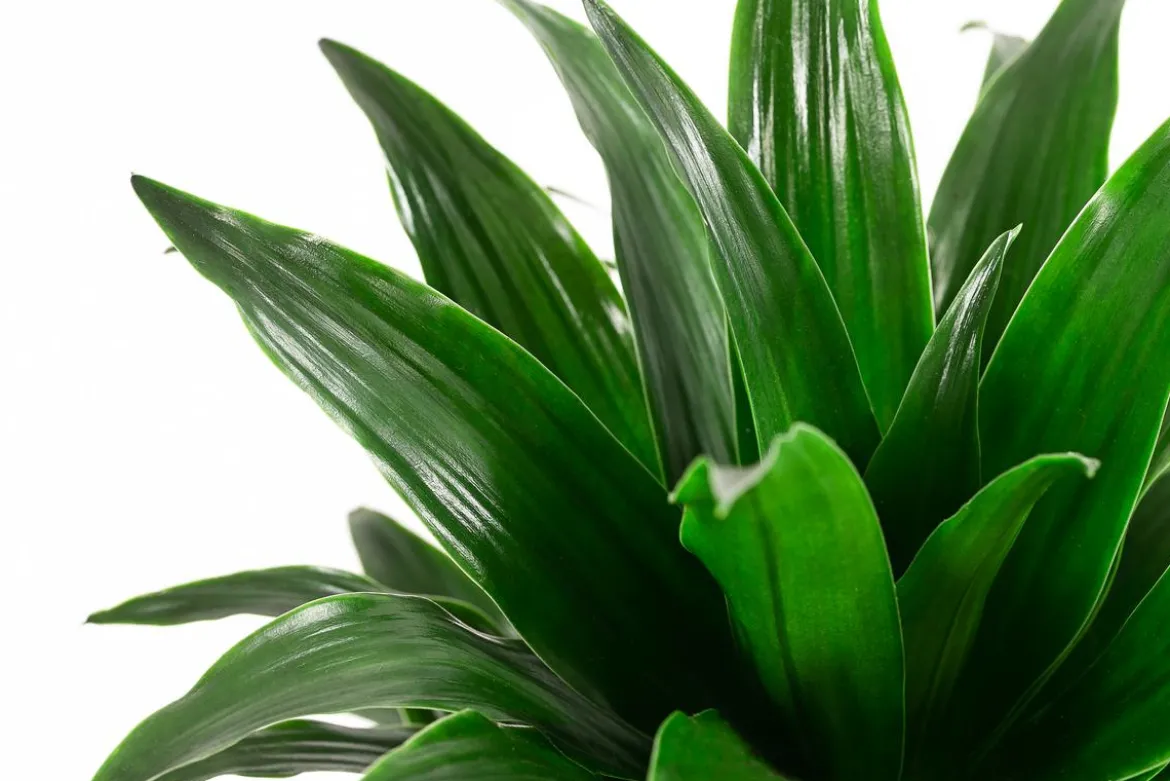 Drachenbaum - Dracaena compacta, Hydrokultur