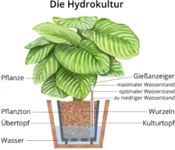Drachenbaum - Dracaena compacta, Hydrokultur