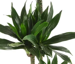 Drachenbaum - Dracaena deremensis compacta