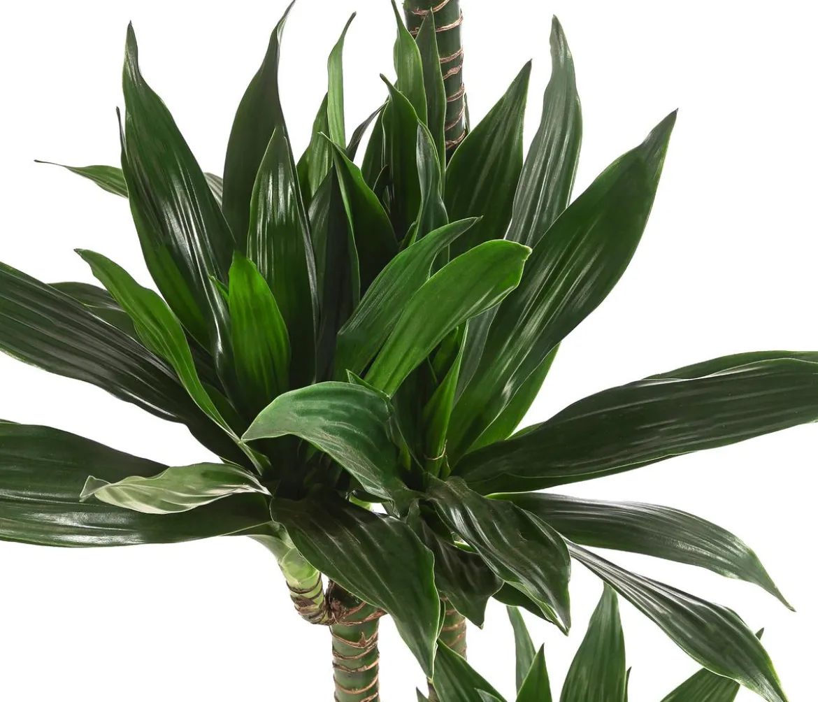 Drachenbaum - Dracaena deremensis compacta