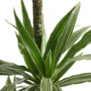 Drachenbaum - Dracaena deremensis 'White Stripe'