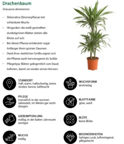 Drachenbaum - Dracaena deremensis 'White Stripe'