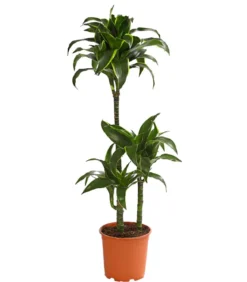 Drachenbaum - Dracaena deremensis 'Dorado'