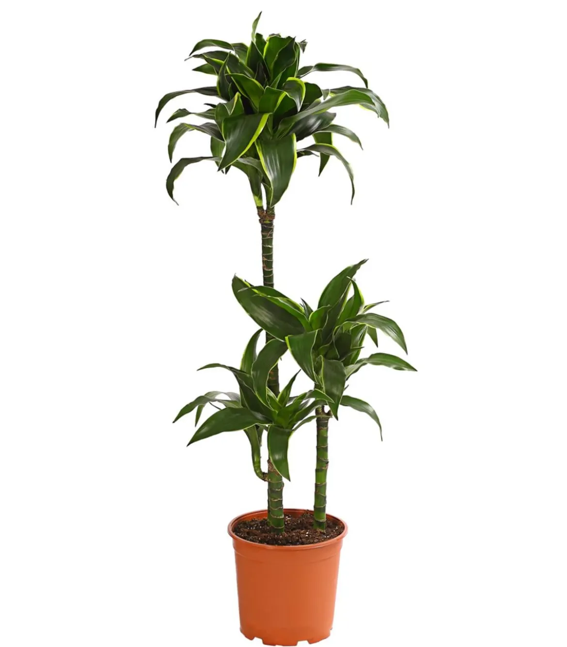 Drachenbaum - Dracaena deremensis 'Dorado'