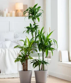 Drachenbaum - Dracaena deremensis 'Dorado'