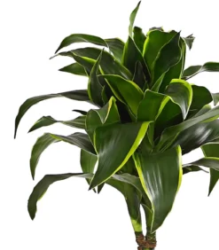 Drachenbaum - Dracaena deremensis 'Dorado'