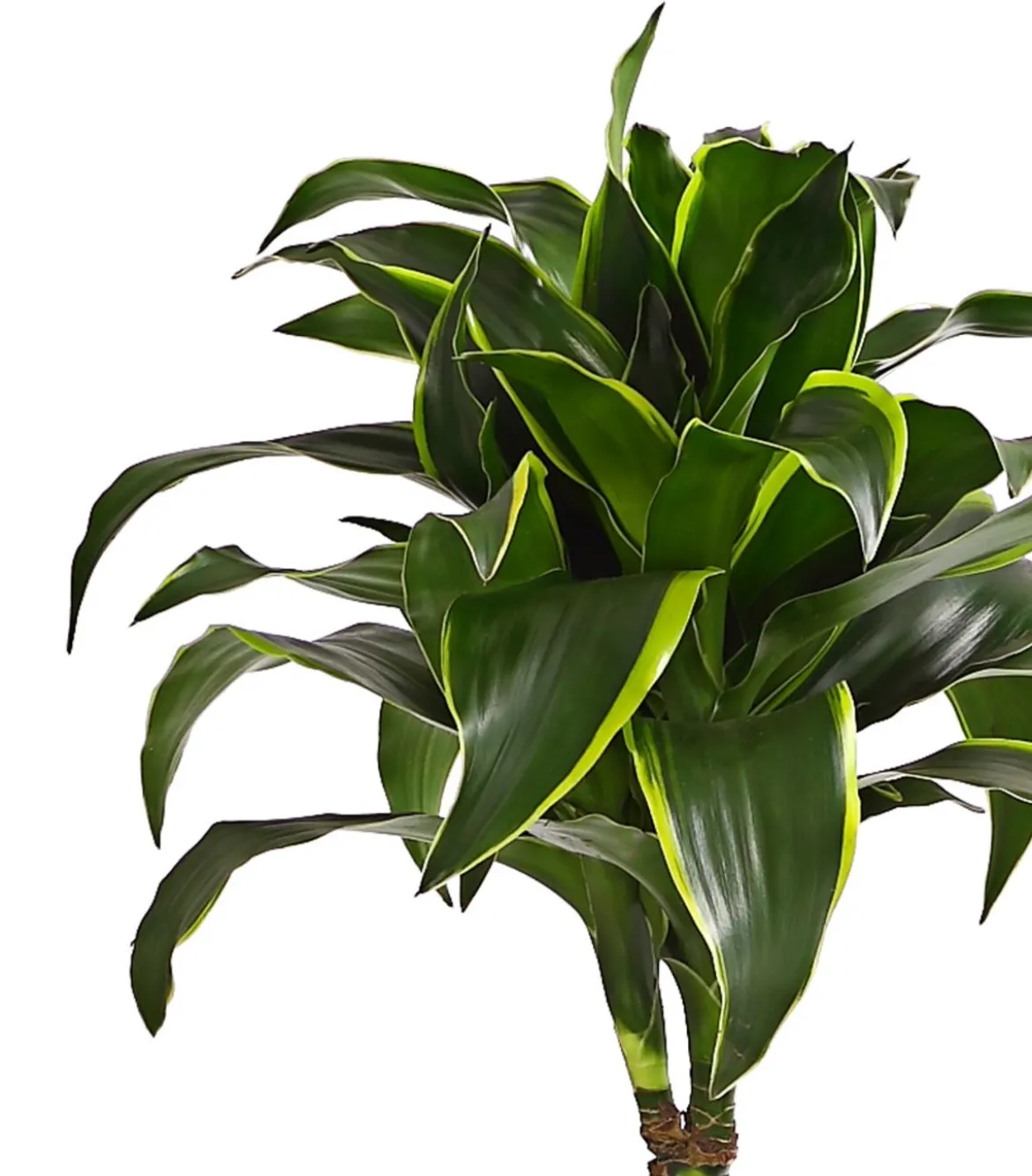 Drachenbaum - Dracaena deremensis 'Dorado'
