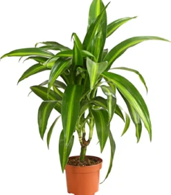 Drachenbaum - Dracaena deremensis, verschiedene Sorten
