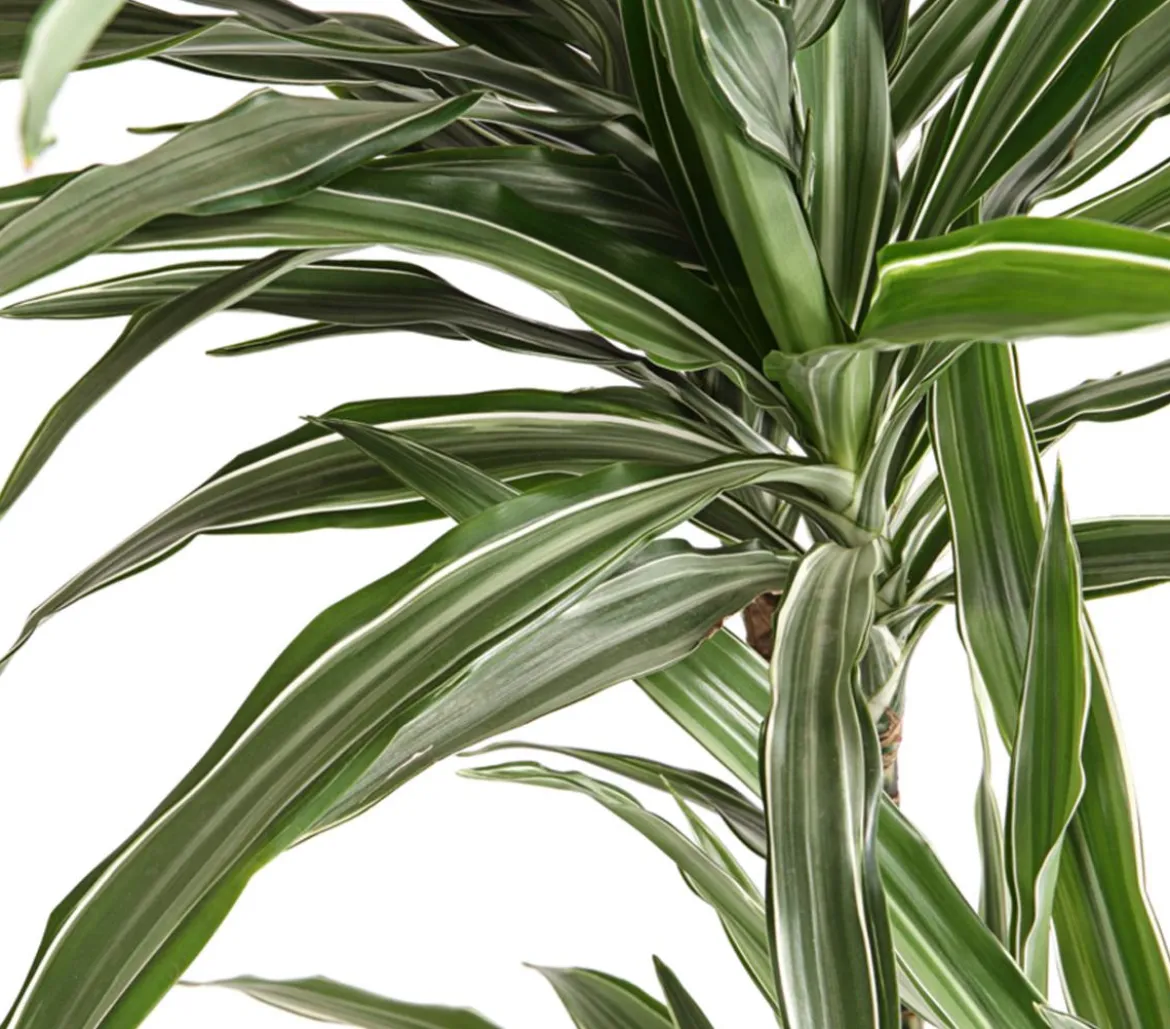 Drachenbaum - Dracaena deremensis, verschiedene Sorten