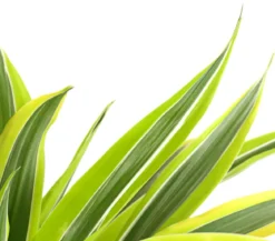 Drachenbaum - Dracaena deremensis, verschiedene Sorten
