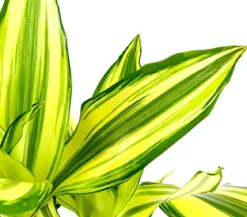 Drachenbaum - Dracaena fragrans 'Yellow Coast'