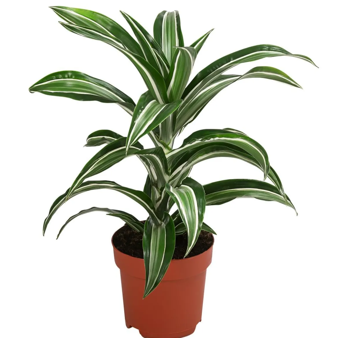 Drachenbaum - Dracaena fragrans 'Jade Jewel'