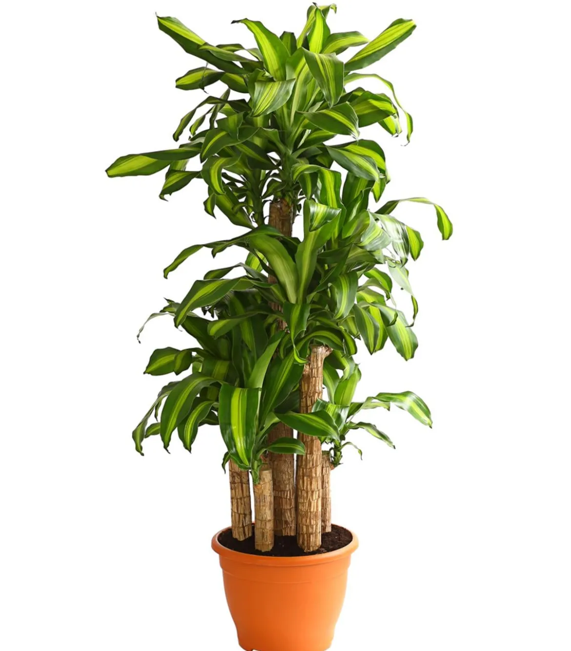 Drachenbaum - Dracaena fragrans 'Massangeana', Karussell