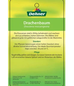 Drachenbaum - Dracaena fragrans 'Massangeana', Karussell