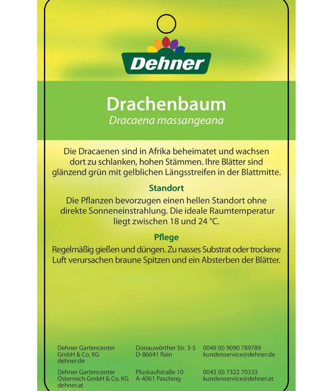 Drachenbaum - Dracaena fragrans 'Massangeana', Karussell