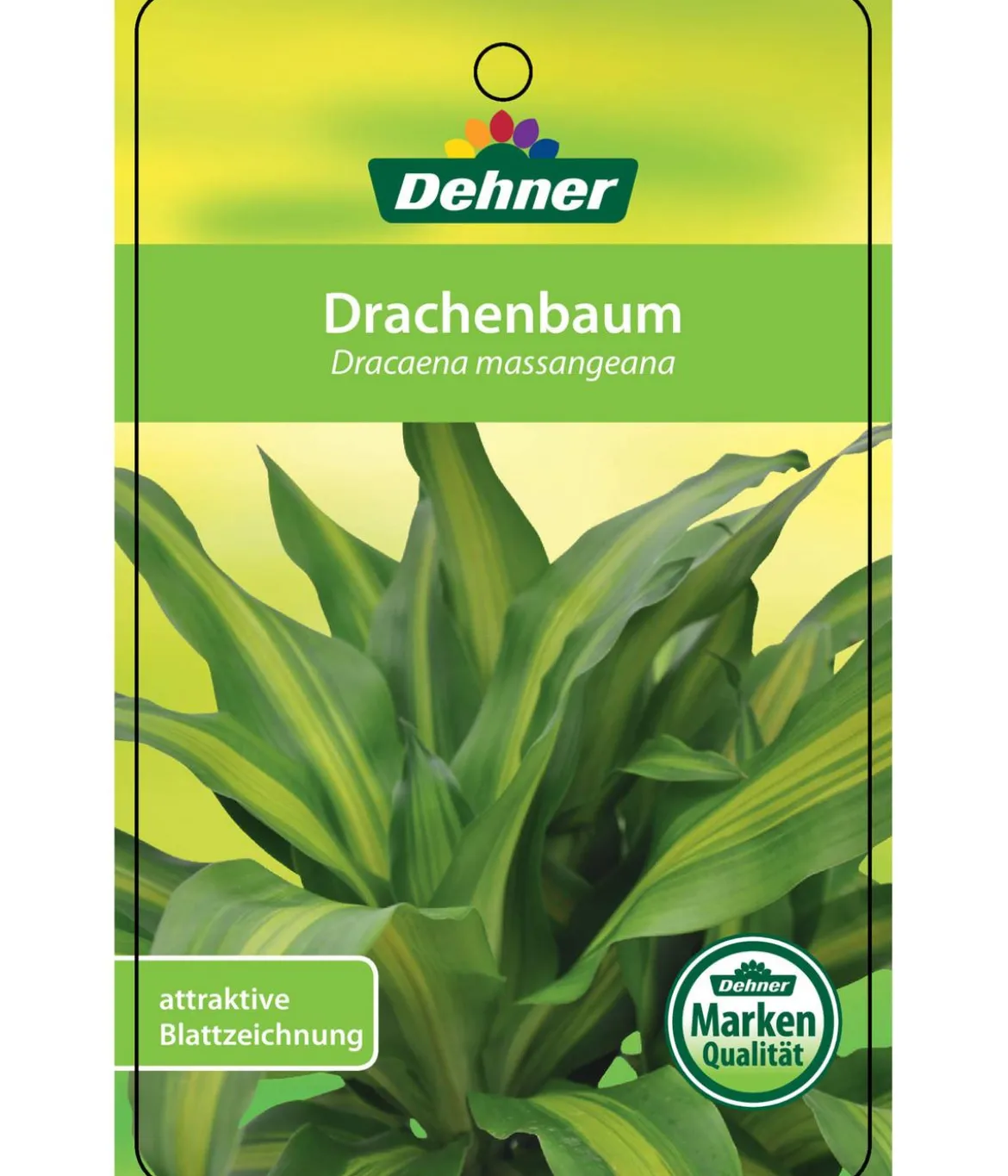 Drachenbaum - Dracaena fragrans 'Massangeana', Karussell