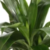 Drachenbaum - Dracaena fragrans 'Lisa'