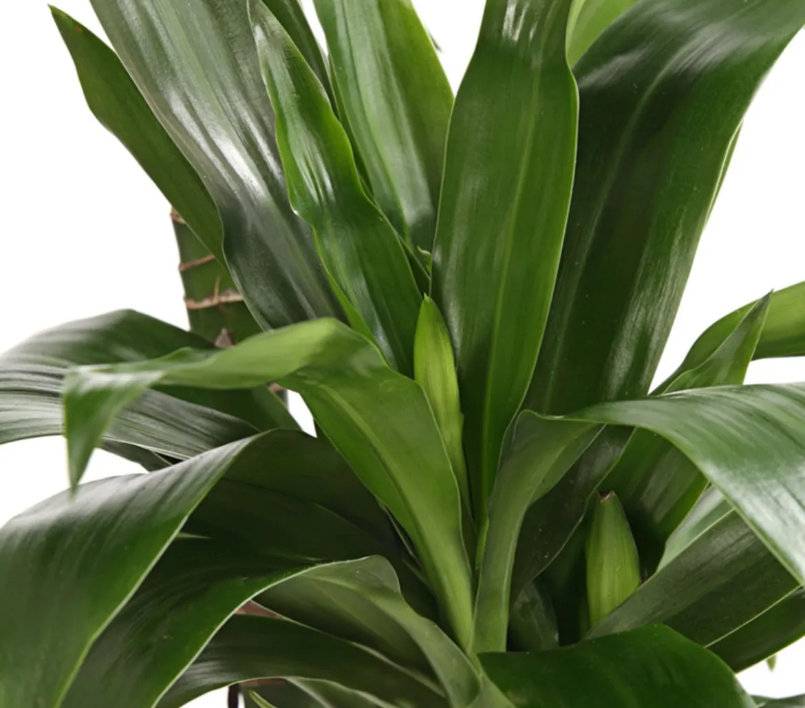 Drachenbaum - Dracaena fragrans 'Lisa'