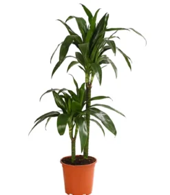 Drachenbaum - Dracaena fragrans 'Lisa'