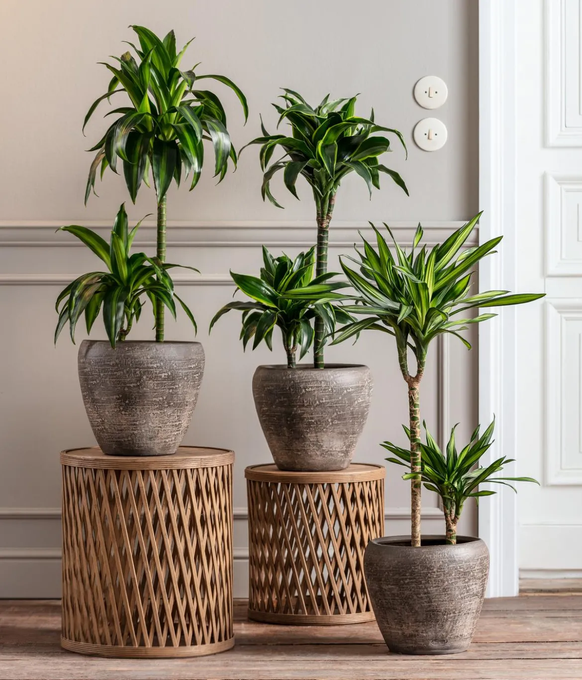 Drachenbaum - Dracaena fragrans 'Rikki'