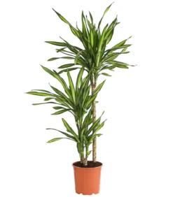 Drachenbaum - Dracaena fragrans 'Rikki'