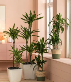 Drachenbaum - Dracaena fragrans 'Rikki'