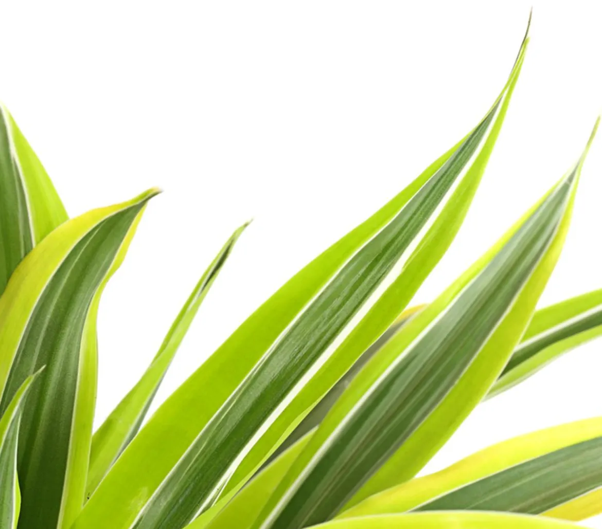 Drachenbaum - Dracaena fragrans 'Lemon Lime'