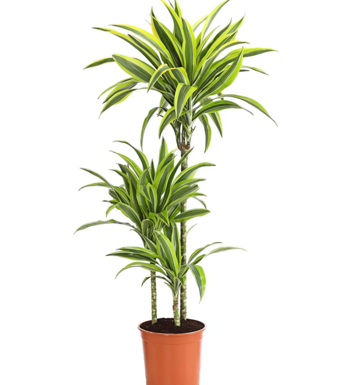 Drachenbaum - Dracaena fragrans 'Lemon Lime'