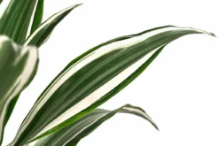 Drachenbaum - Dracaena fragrans 'White Jewel'