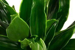 Drachenbaum - Dracaena fragrans 'Arturo', Hydrokultur