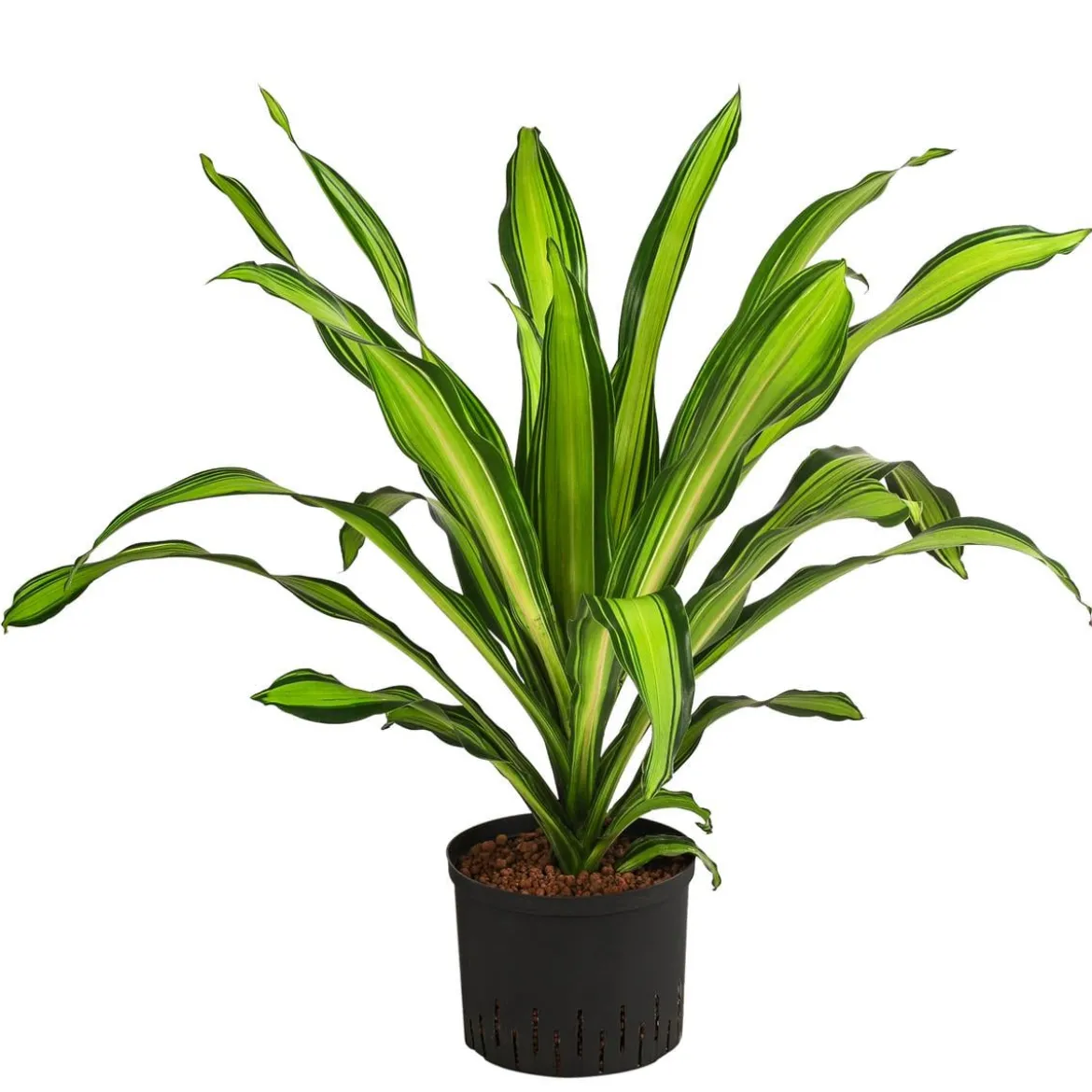 Drachenbaum - Dracaena fragrans 'Burley', Hydrokultur