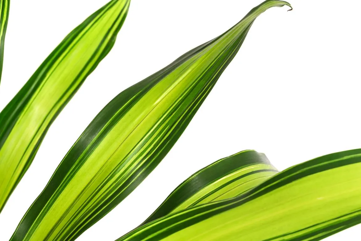 Drachenbaum - Dracaena fragrans 'Burley', Hydrokultur
