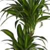 Drachenbaum - Dracaena fragrans 'Hawaiian Sunshine'