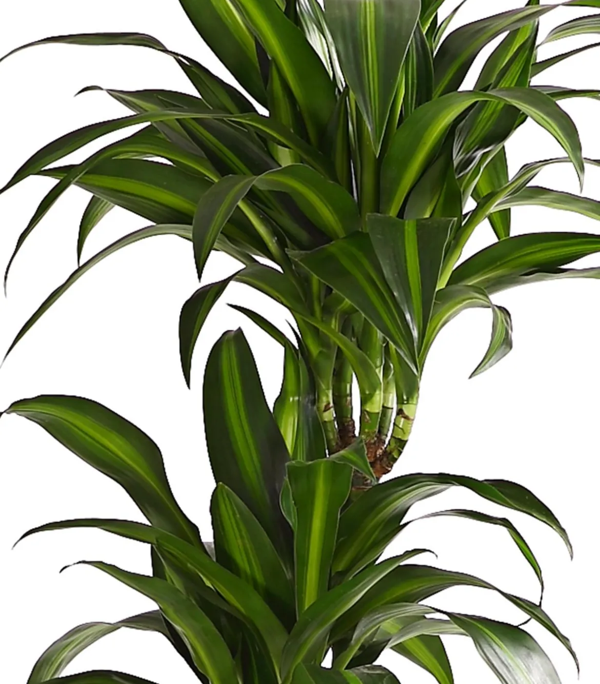 Drachenbaum - Dracaena fragrans 'Hawaiian Sunshine'
