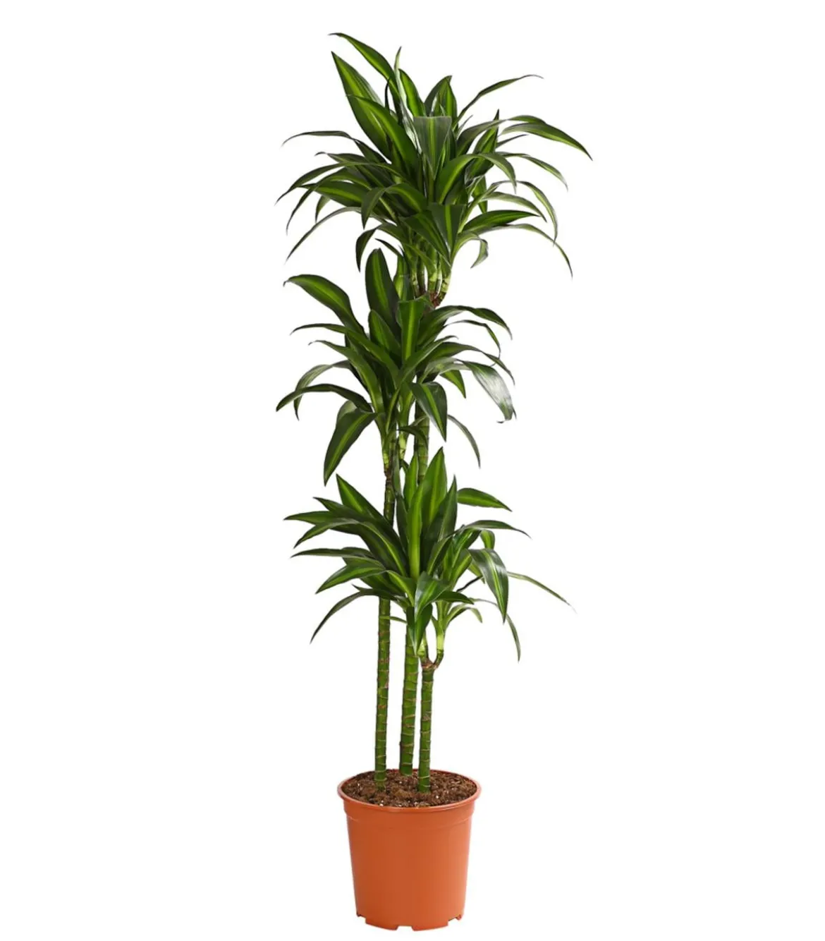 Drachenbaum - Dracaena fragrans 'Hawaiian Sunshine'