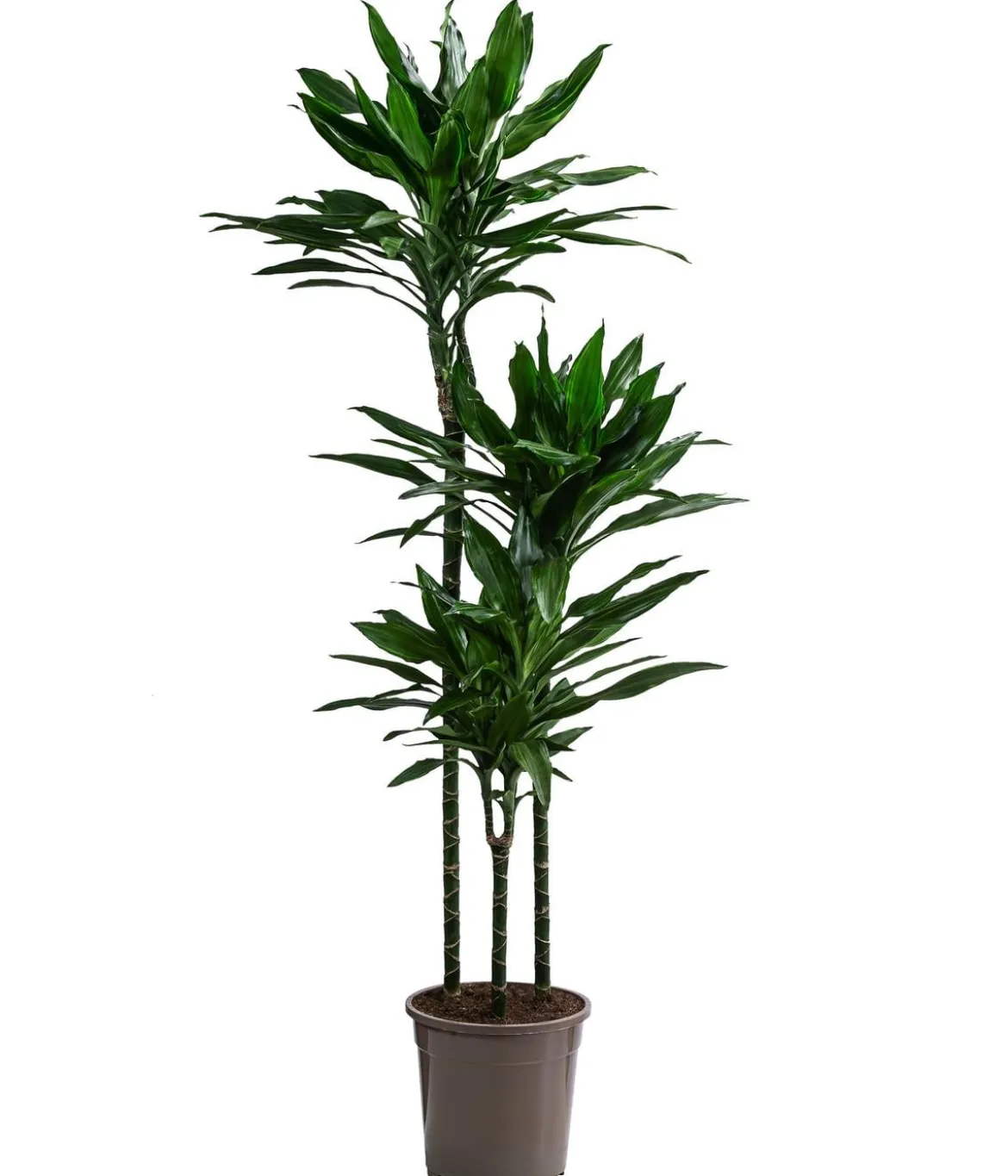 Drachenbaum - Dracaena fragrans 'Janet Lind'