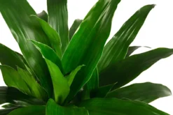 Drachenbaum - Dracaena 'Janet Craig', Hydrokultur